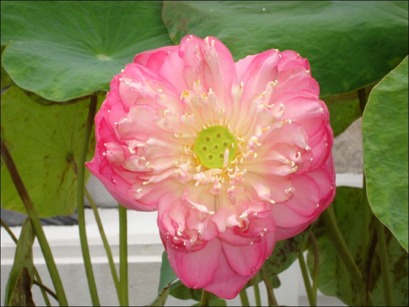 DSC01069_koenigspalast_lotisbluete