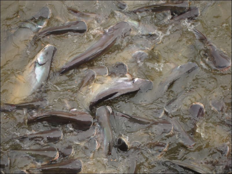 DSC01099_klongfahrt_reisbarke