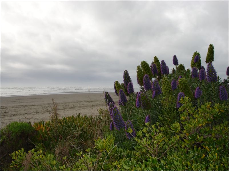 DSC01122_banks_peninsula