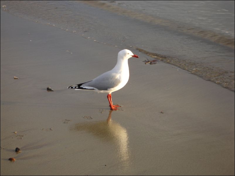 DSC01133_akaroa_harbour