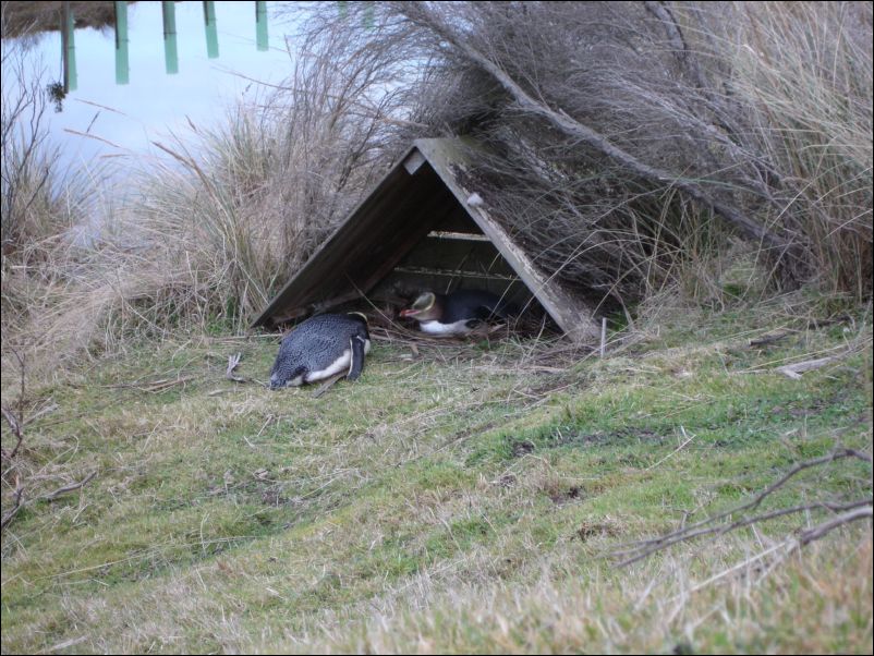 DSC01157_yellow_eyed_penguins