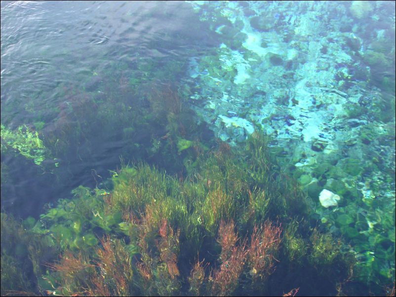 DSC01399_pupusprings