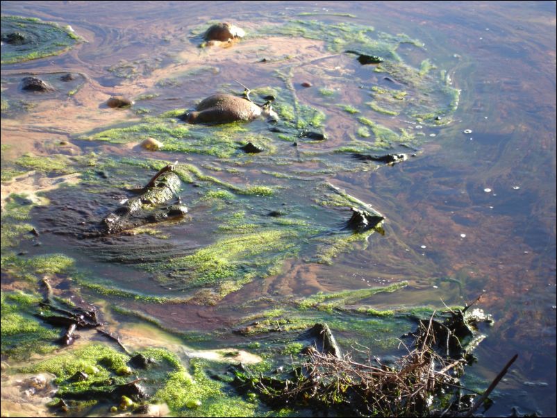 DSC01504_wai_o_tapu_thermal_wonderland