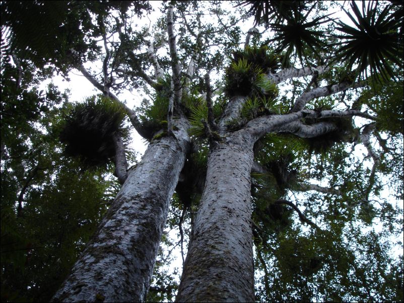 DSC01594_trounson_kauri_park