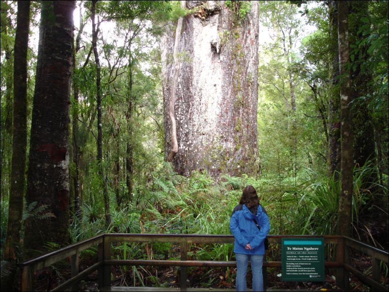 DSC01600_waipoura_forest_te_matua_ngahere