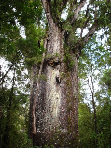 DSC01602_waipoura_forest_te_matua_ngahere